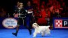 The National Dog Show 2024: How to watch, what to expect and more