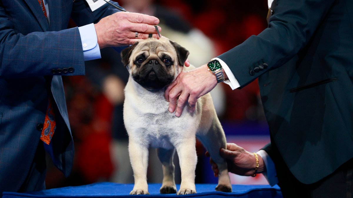 2024 National Dog Show How winner Vito the pug made history NBC Los