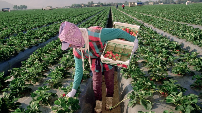 Migrant Worker Harvesting California Strawberries (Photo by David Butow/Corbis via Getty Images)