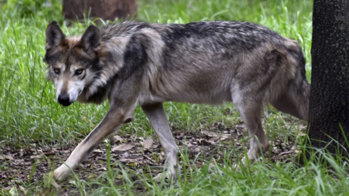 保護されたメキシコオオカミ、アリゾナ州で死体で発見 – NBCロサンゼルス