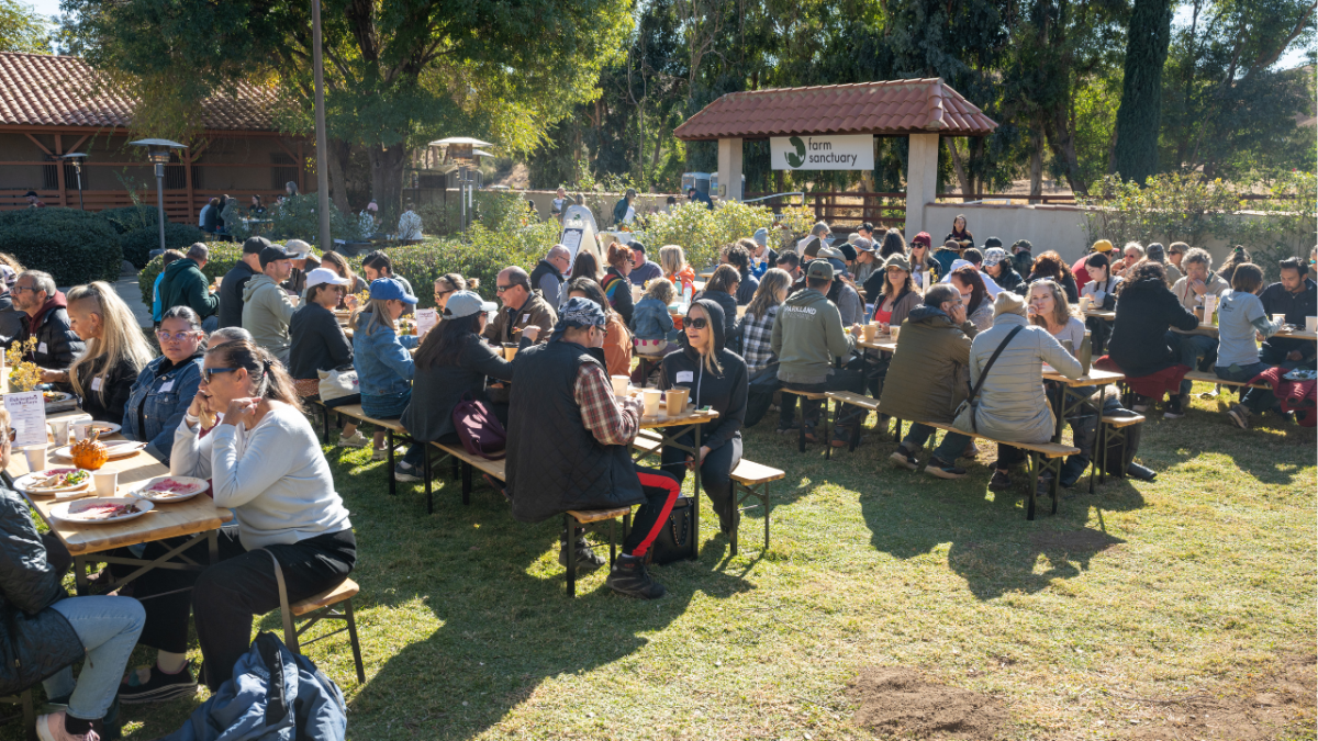 Guilt-Free Thanksgiving: Vegan Alternatives and Animal Rights Awareness in Los Angeles