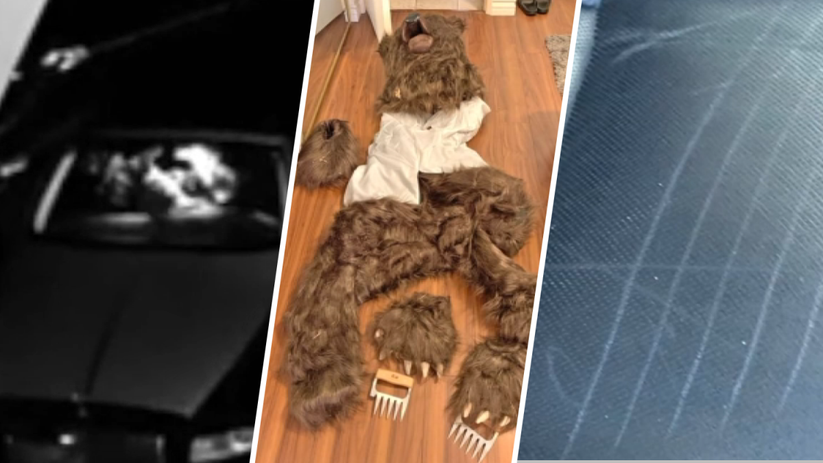 How investigators busted group behind fake bear attacks – NBC Los Angeles