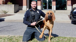 Bo, an 18-month-old bloodhound who works as a police dog alongside his partner in crime, sergeant David Rowland.