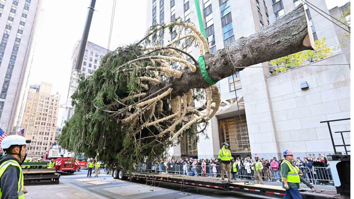 Rockefeller Center Christmas tree What to know NBC Los Angeles