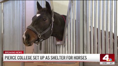 Pierce College provides shelter for horses amid Franklin Fire