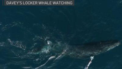 Entangled humpback whale spotted off Newport Beach