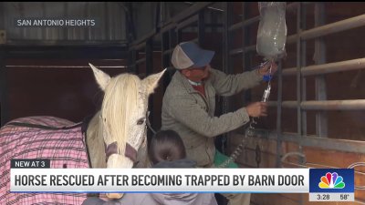 Rescue crews help horse trapped by barn door in San Antonio Heights