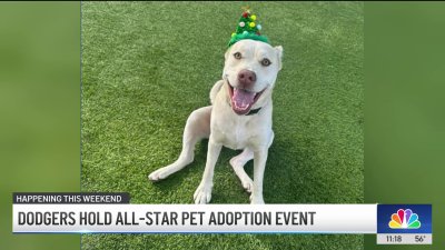 Dodger Stadium hosting dog adoption event