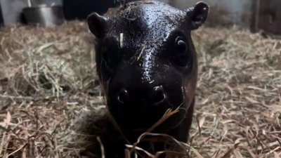 VIDEO: Pygmy hippo calf born in time for holidays