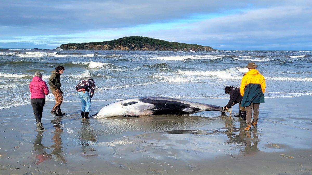 Scientists suspect rare specimen whale died from head injuries – NBC ...