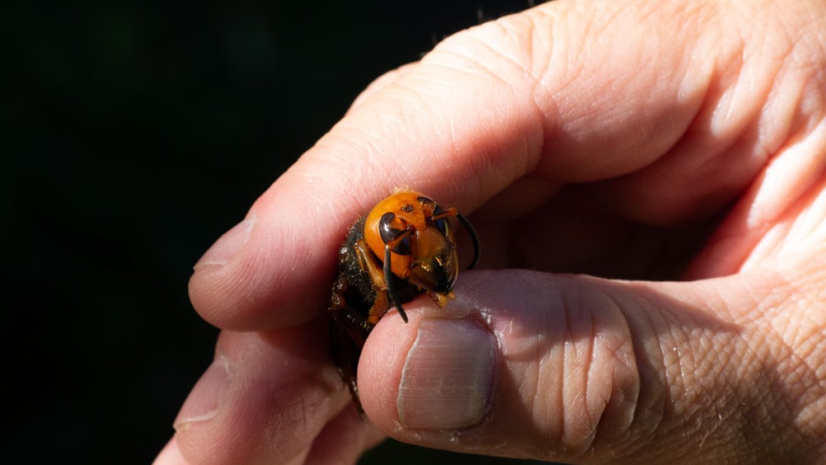 ‘Murder hornet’ eradicated from the US, officials announce – NBC Los Angeles