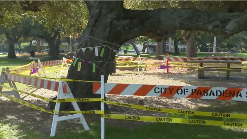 The diseased oak tree is one of 60,000 trees across Pasadena.