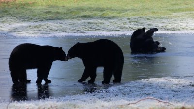 WATCH: ‘Ice skating' bears roll around on frozen lake