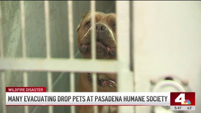 Many evacuating drop pets at Pasadena Humane Society