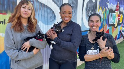 Explore a yoga experience with kittens for a good cause.