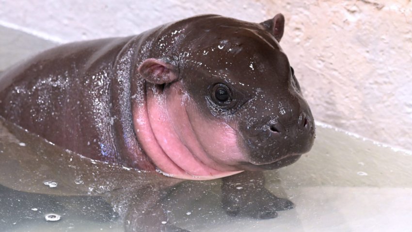 A Pygmy hippo calf in water.