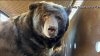 525-pound bear found in crawl space of home in Altadena that survived the Eaton Fire