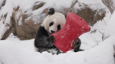 Pandas play in the snow in Washington, D.C.'s National Zoo