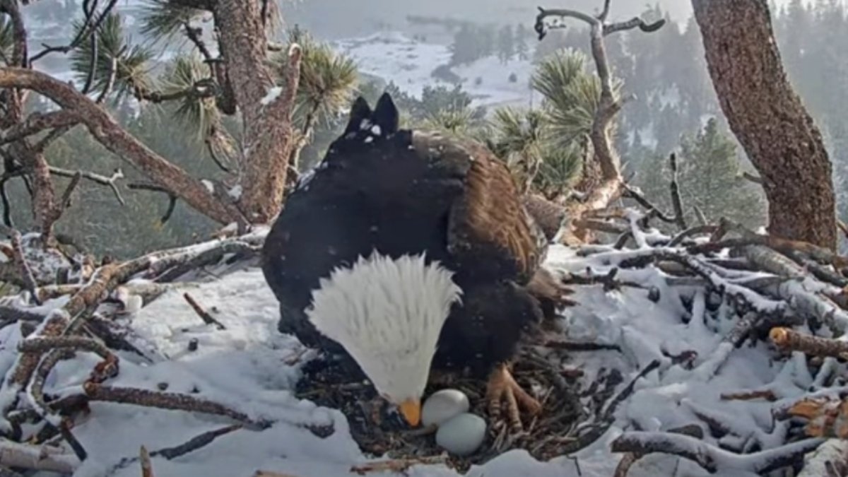 Snow arrived — and a second egg! — for the Big Bear bald eagles