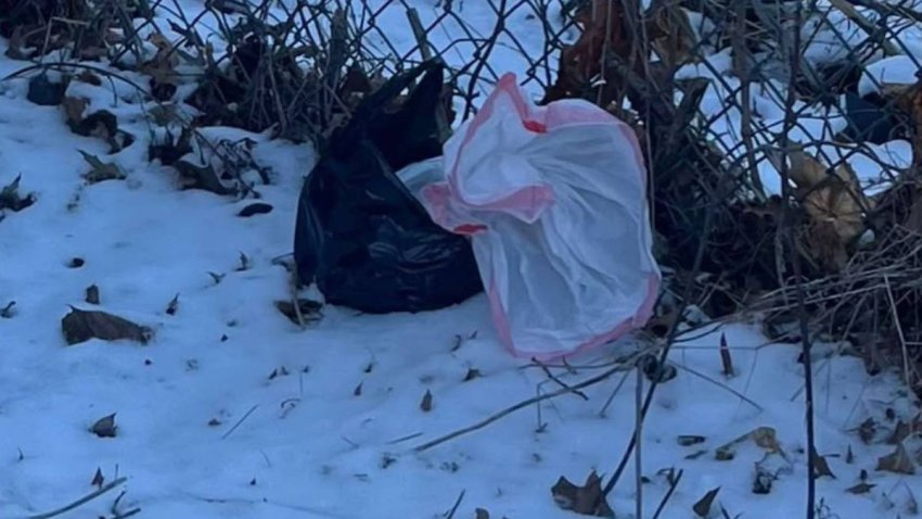 Three newborn puppies were found dead in bags in Bridgeport and an investigation is underway into how the puppies died and who left them.