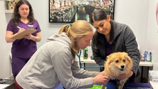 A dog is evaluated by veterinarians on Saturday, Jan. 18, 2025 thanks to a free wellness clinic for pets impacted by Los Angeles County's wildfires.