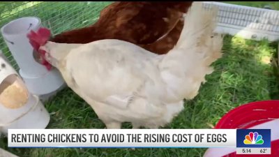 Tired of egg prices? You can now rent a chicken to get them from the source