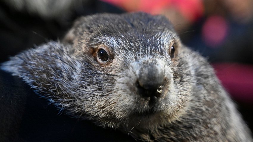 Groundhog Club handler A.J. Dereume holds Punxsutawney Phil, the weather prognosticating groundhog, during the 138th celebration of Groundhog Day on Gobbler's Knob in Punxsutawney, Pa., Friday, Feb. 2, 2024.