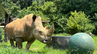 Dolly the rhino at Zoo Knoxville.