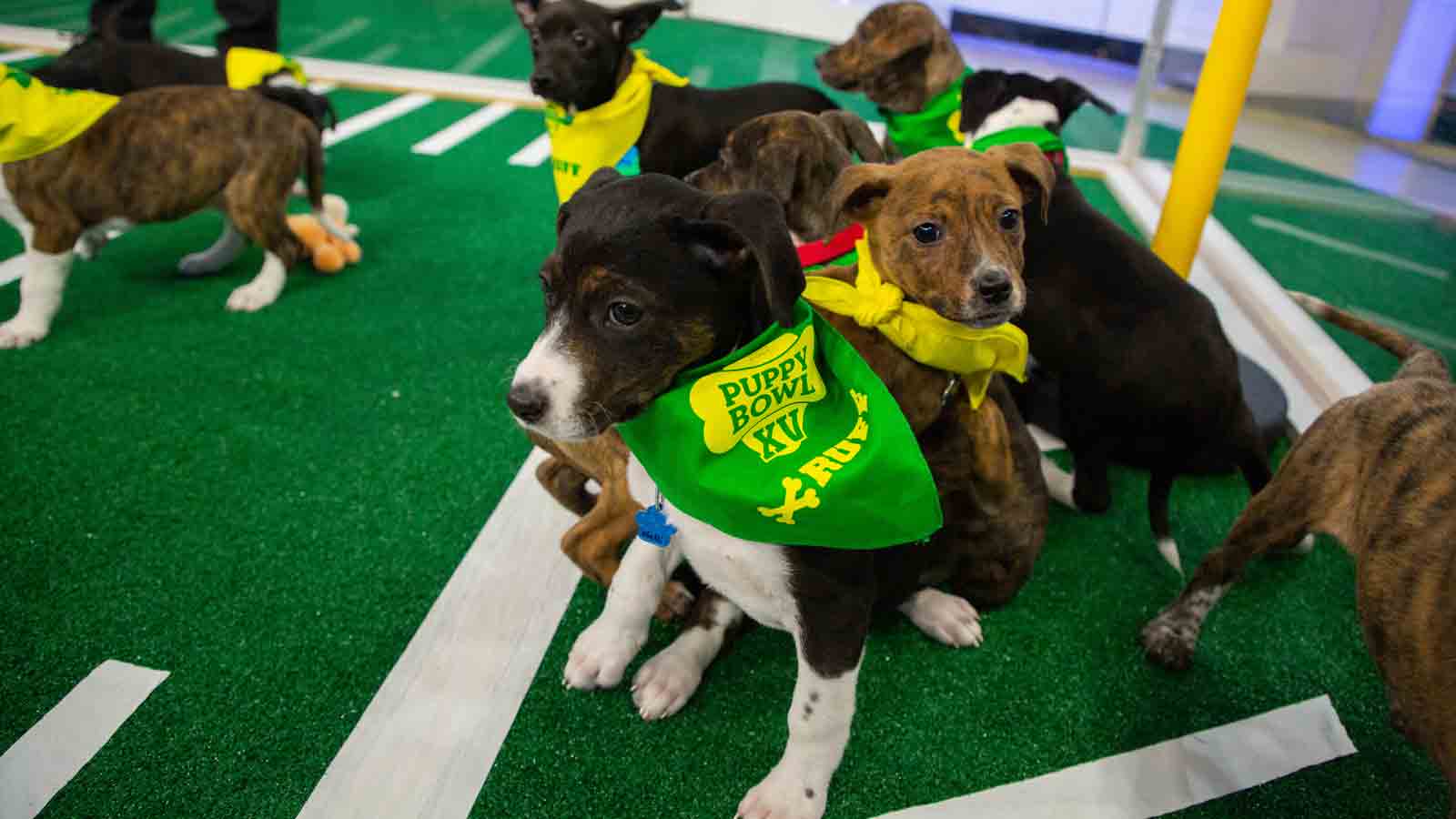Puppy Bowl 2025 How to watch, stream before the Super Bowl NBC Los