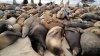 Marine center in ‘crisis mode' after sea lions and dolphins left stranded on LA beaches