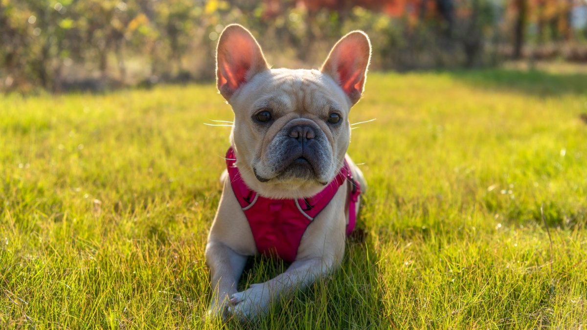 Top Dog Breeds in Los Angeles: Ethical Adoption Trends Highlighted by NBC Los Angeles