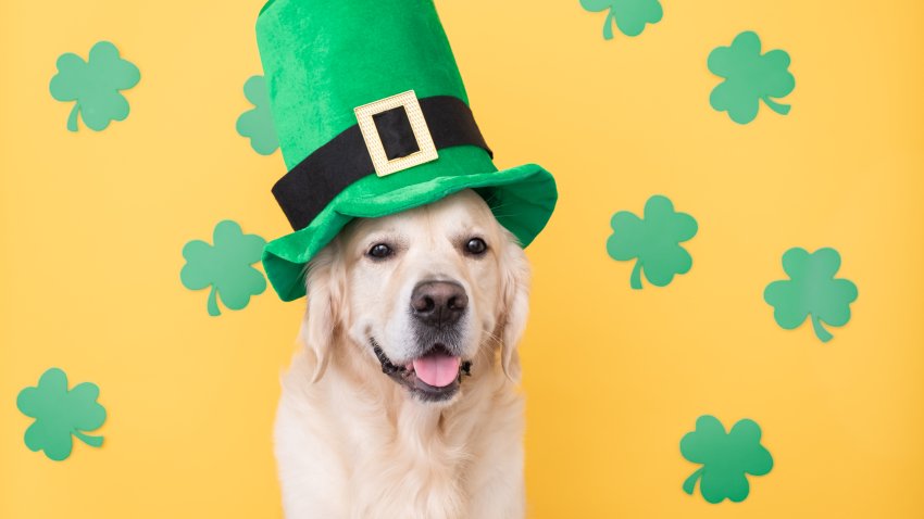 Cute dog with green hat sits on yellow background with clovers.Golden Retriever at St. Patrick’s Day celebration