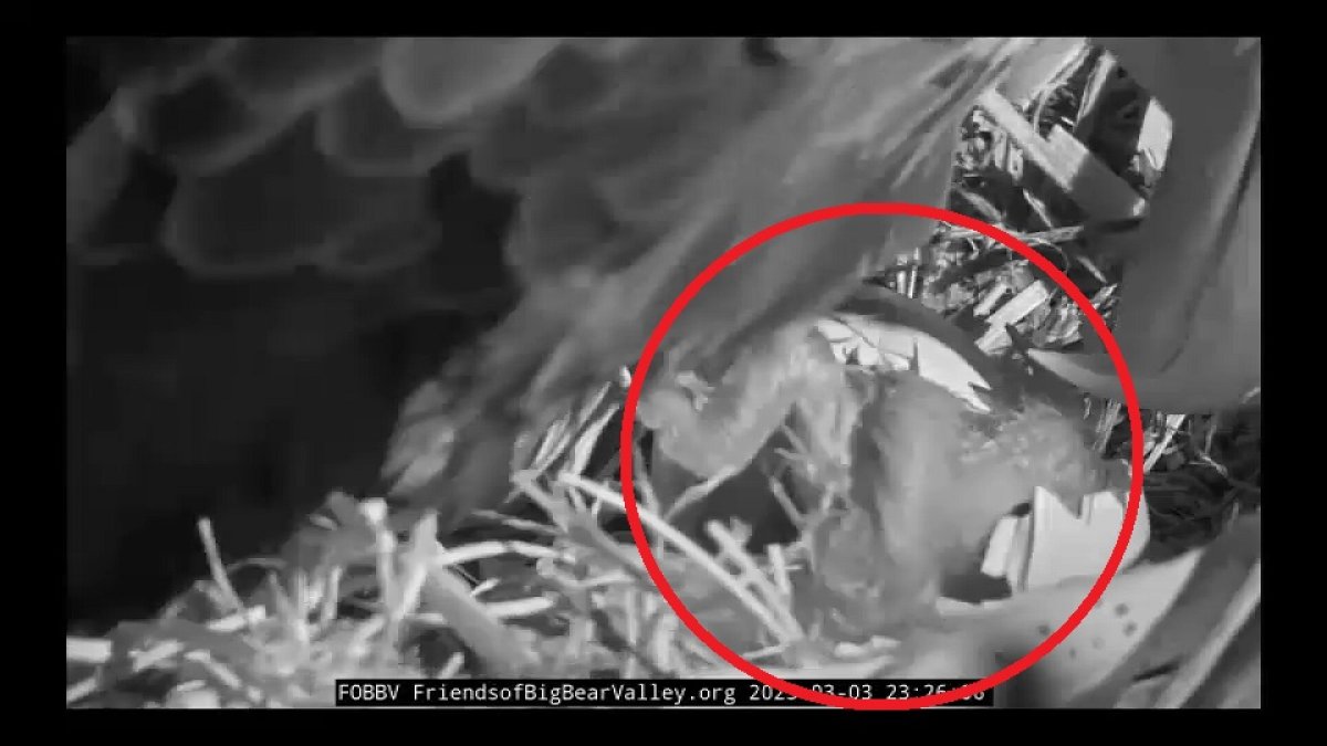 Big bear eagles first egg appears to have hatched nbc los angeles