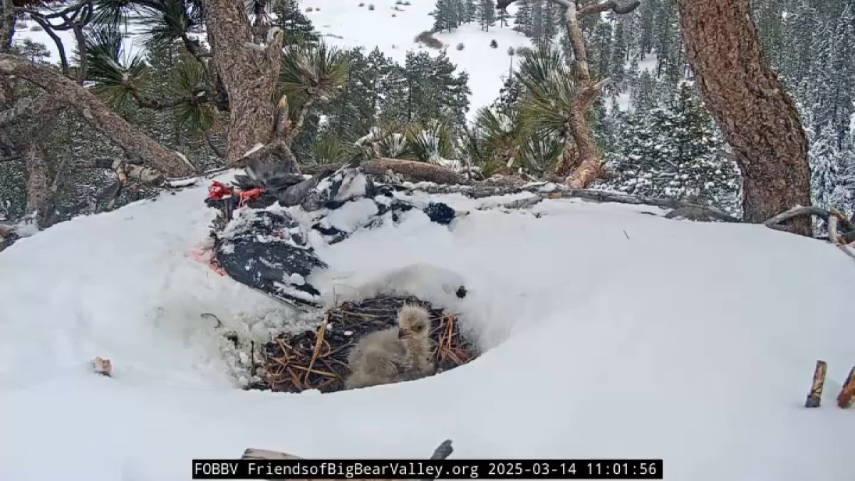 One of Jackie and Shadow’s eaglets has died – NBC Los Angeles