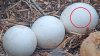 Cheers, Jackie and Shadow: An egg is hatching at the Big Bear bald eagle nest