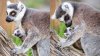 Meet Arlo, a little lemur winning hearts at Safari West