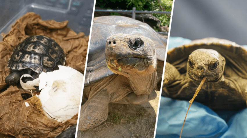 Philadelphia Zoo tortoises in triple photo