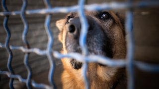 Portrait of a sad dog, locked in an animal shelter. A dog behind bars in a playpen.