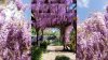Temecula Valley's violet vibes: Wisteria is blooming across the wine country