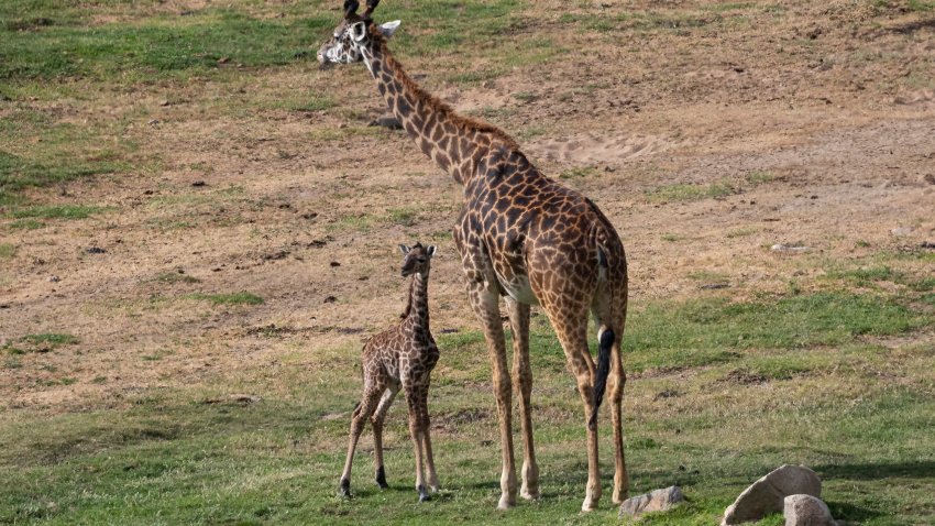 The giraffe calf and his mom, Mara, at the San Diego Zoo Safari Park.