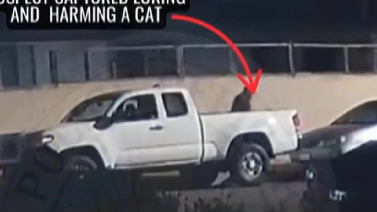 cat-killer.png?resize=1200,675