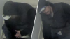 Police looking for suspect who killed a man in Van Nuys