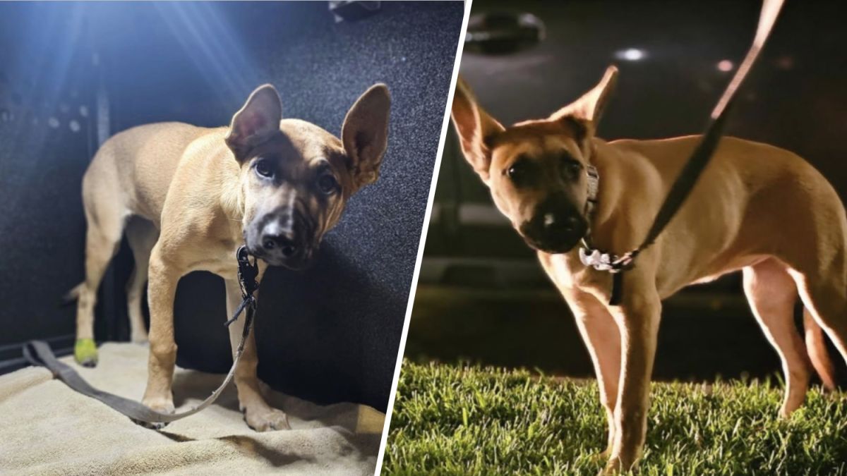 Man Gets Three Years for Long Beach Puppy Abuse