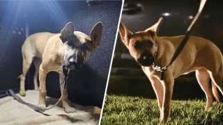 An undated image of the dog that was abused in a video captured out of Long Beach on Monday, April 21, 2025.