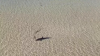 Australian locals rescue great white shark stranded in shallow water