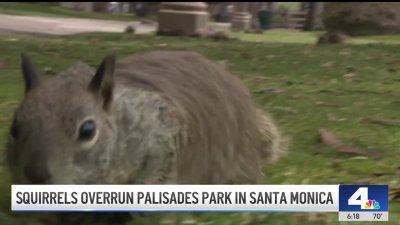 Squirrels overrun Palisades Park in Santa Monica