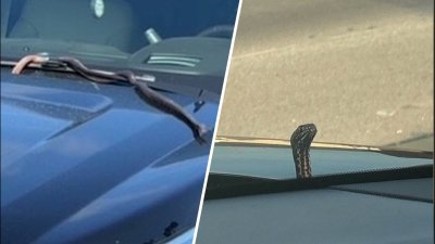Scary stowaway: Snake pops out of a woman's car hood