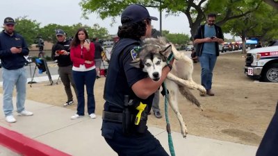 Dogs rescued from San Diego homes after plane crash