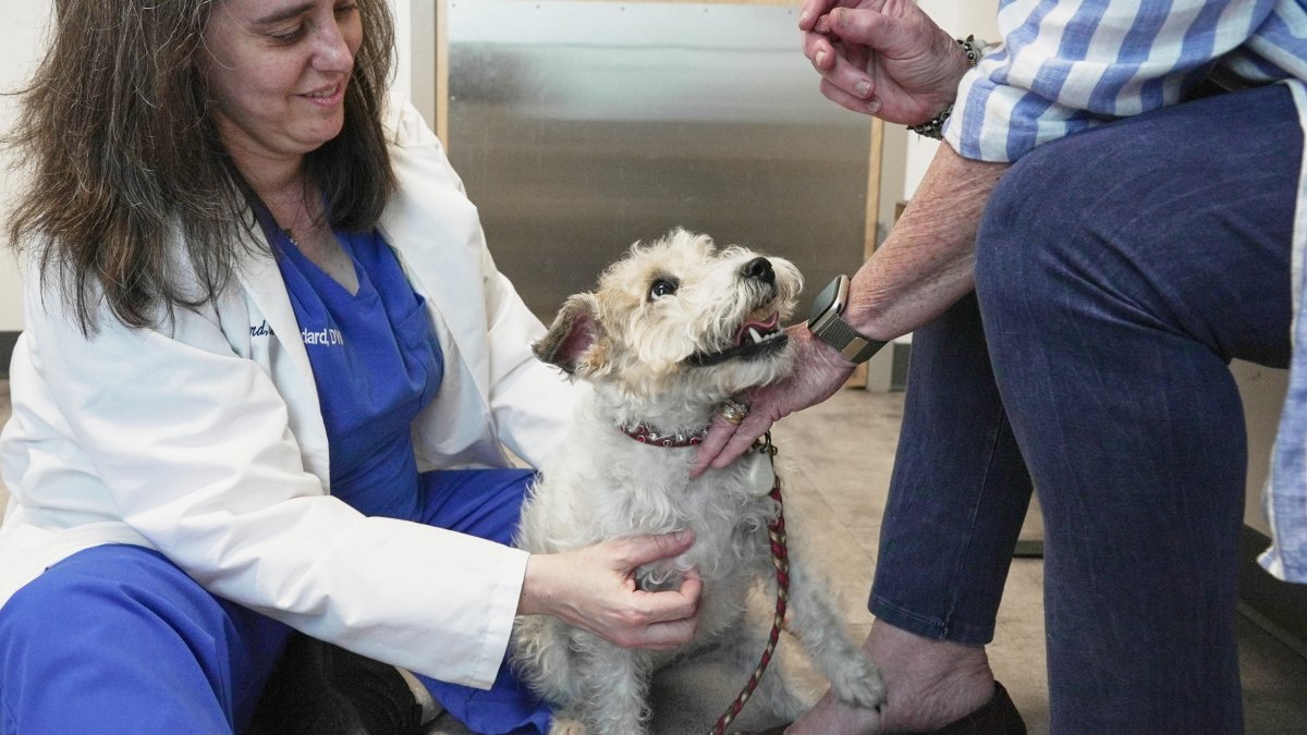 How to help pets with seasonal allergies – NBC Los Angeles