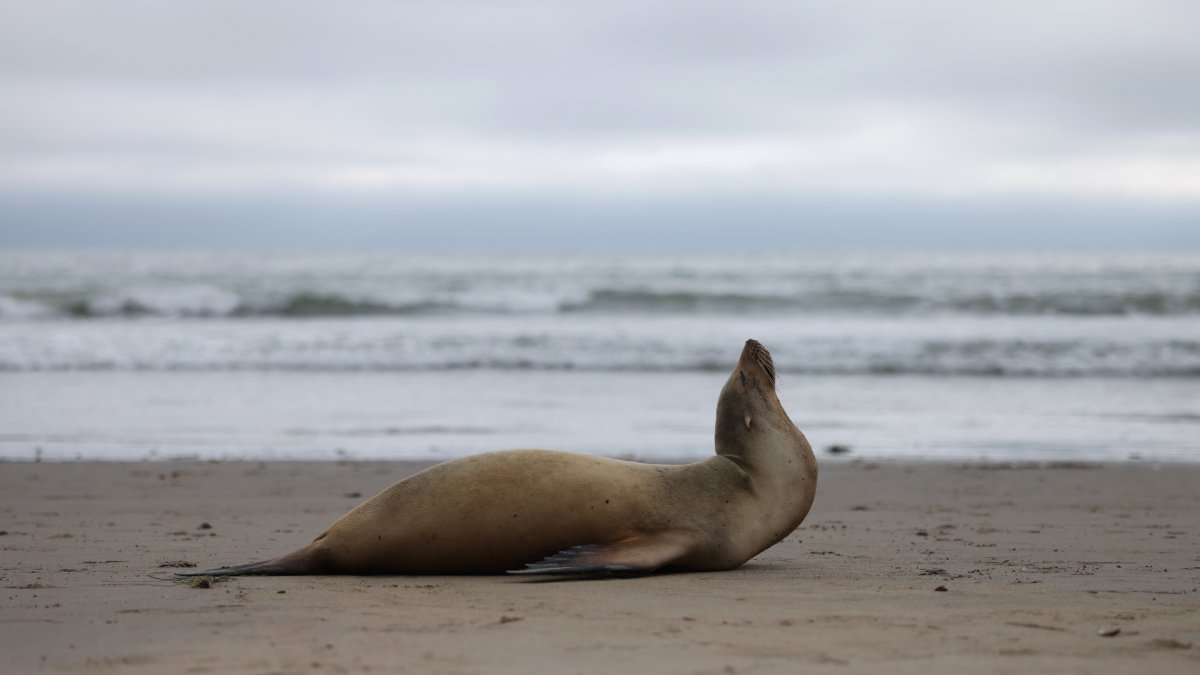 LA County Boosts Funding for Marine Mammal Care Amid Toxic Algae Crisis
